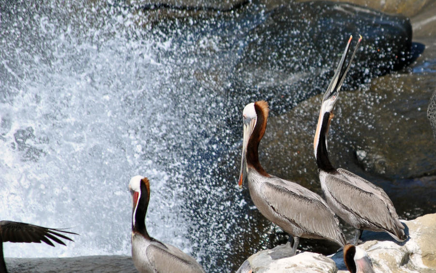 Pelican rock