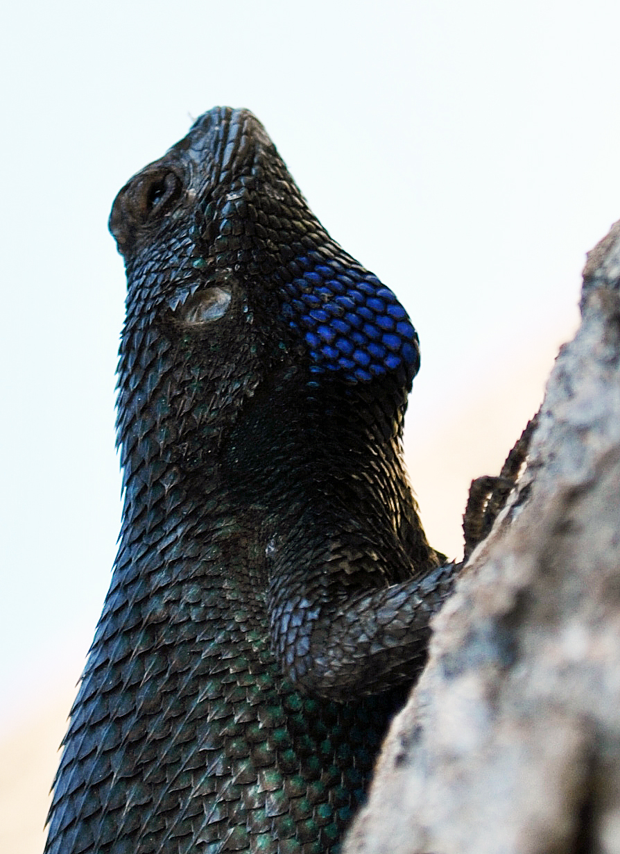 Great Basin Fence Lizard