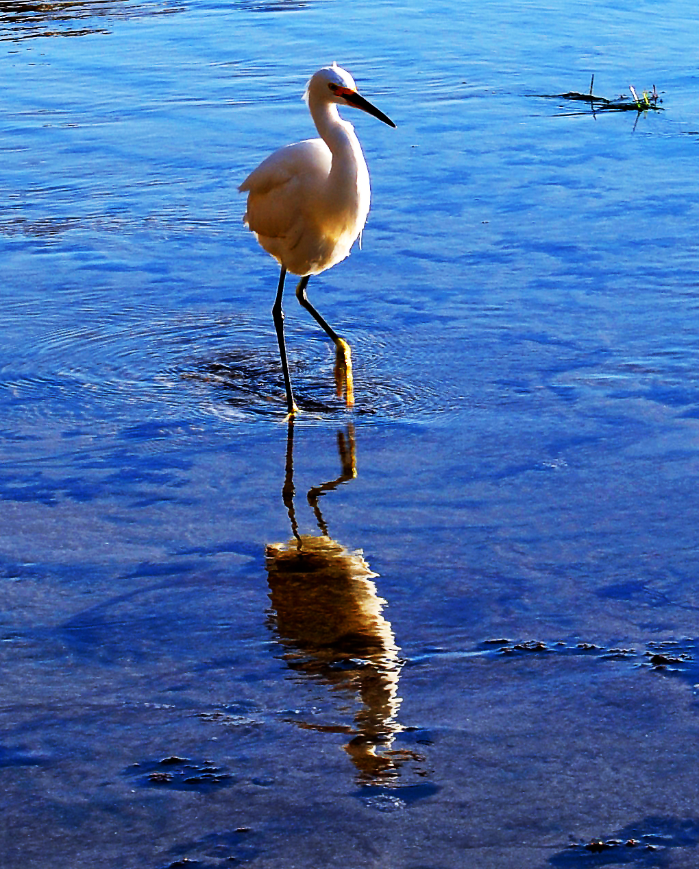 Snowy egret