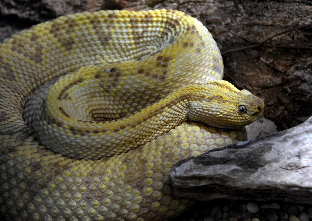 Northern Rattleback Northwest neotropical rattlesnake by fosspathei on DeviantArt