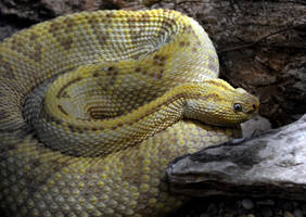 Northwest neotropical rattlesnake