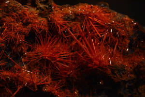 Crocoite