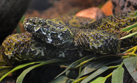 Mang Mountain Pit Viper