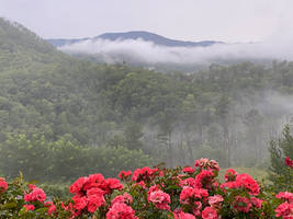 Roses and fog
