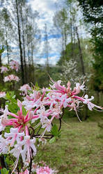 Mountain azalea 