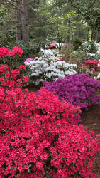 Azalea Gardens