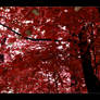 Leaves Of The Red Forest