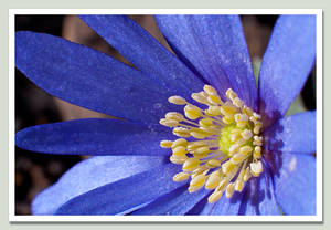 Blue flower 2