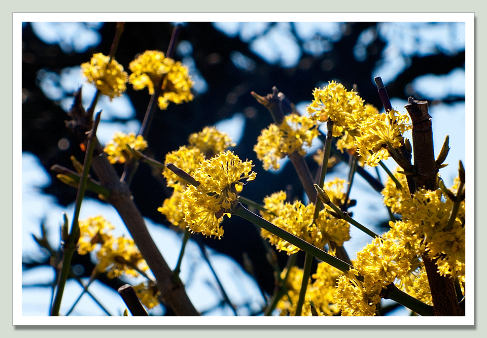 Yellow flowers