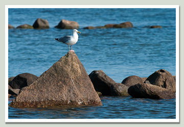 Seagull on pyramide