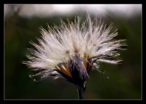 Autumn Flower II