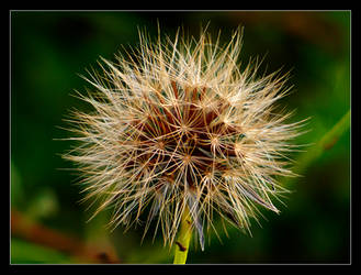 Autumn Flower III