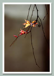 Autumn branch