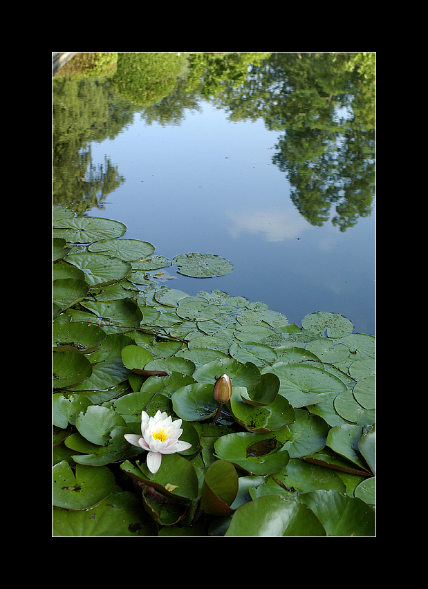 Water lily with sky