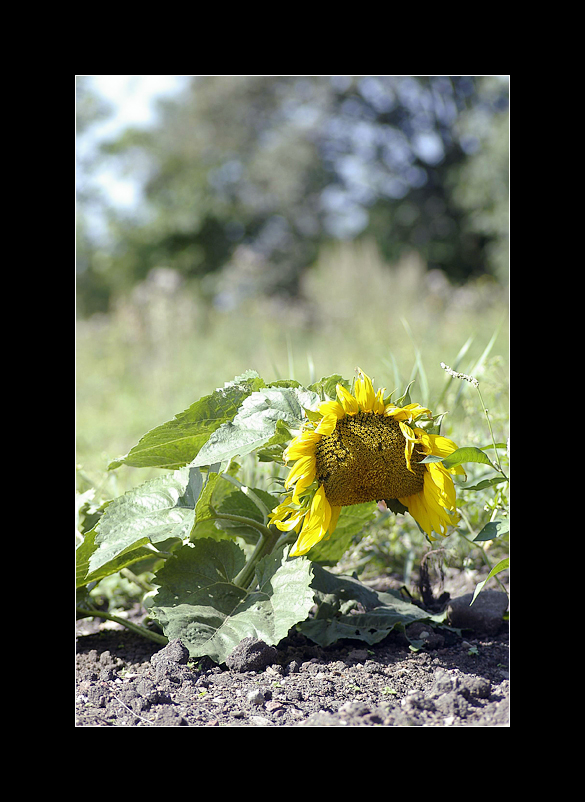 The sad sunflower