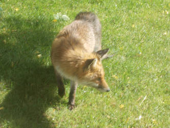 Fox in my Garden