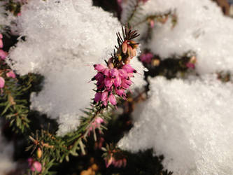 Springtime Colours in the Snow