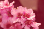 Pink by MagnoliaChild