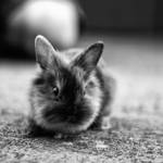 bunny by BlackCocktail