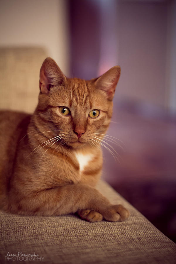 Homer by BlackCocktail on DeviantArt