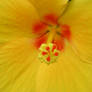 Yellow Hibiscus