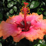 Orange and Pink Hibiscus 2