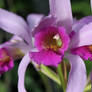 Purple Orchid 4