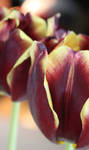 Two Tulips by CASPER1830