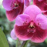 Orchid Pink