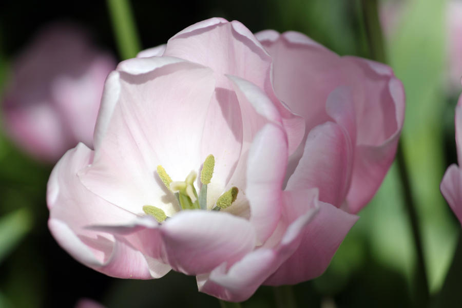 Pale Pink Tulip