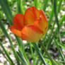Orange Tulip 3