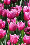 Purple-Pink Tulip by CASPER1830