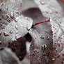 Droplets on leaves