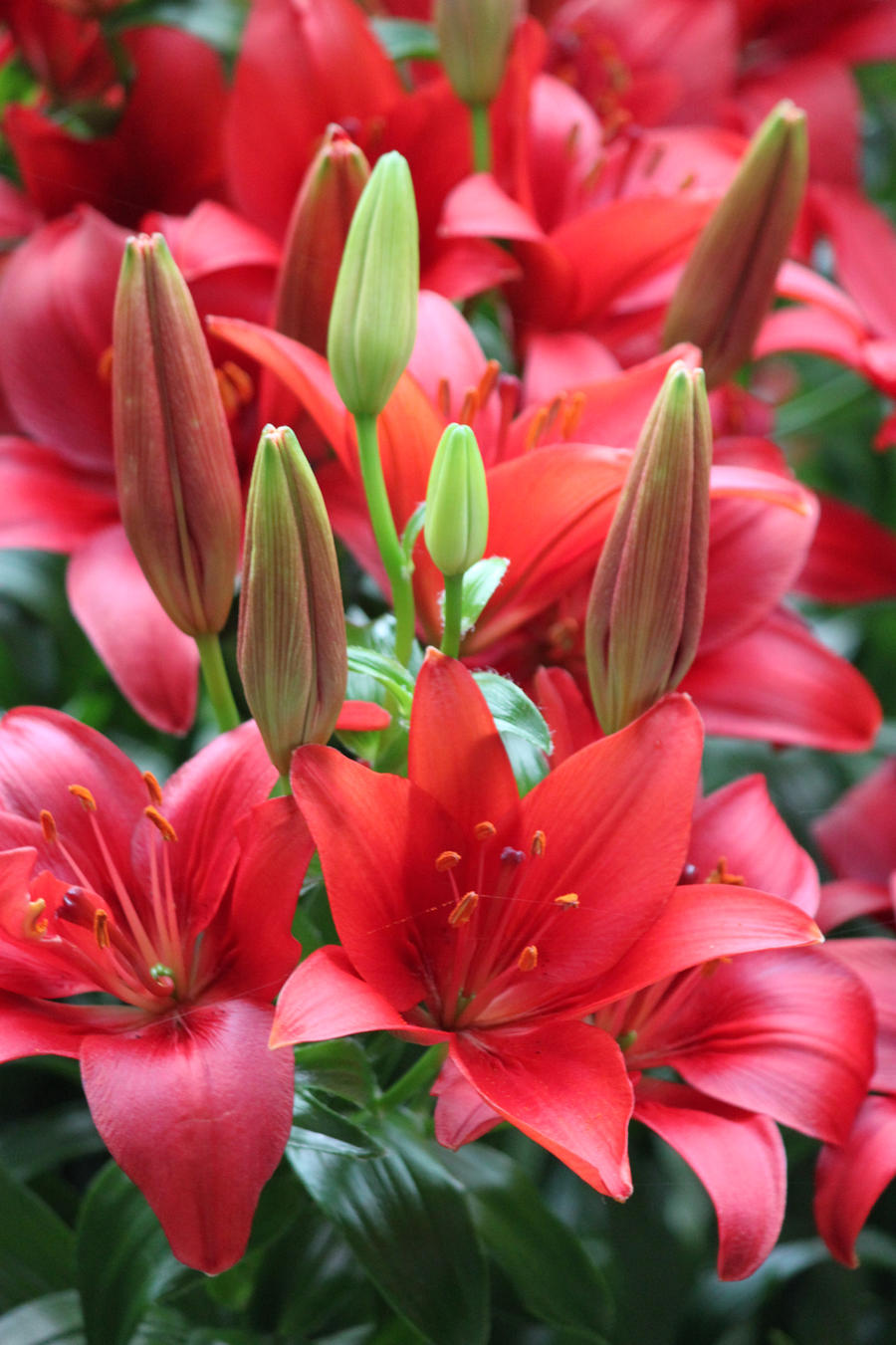 Red Roulis Red Lilies by CASPER1830 on DeviantArt