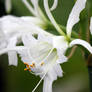 hymenocallis festalis