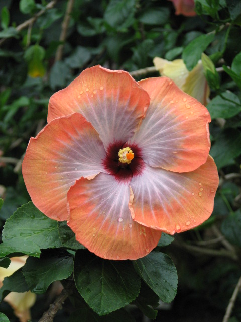 Orange Hibiscus 3