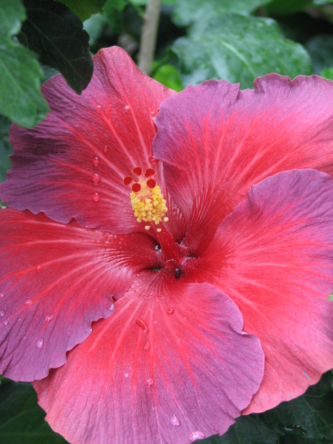 Purple Red Hibiscus