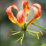 Climbing Lily