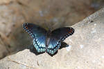 Red-Spotted Purple by CASPER1830