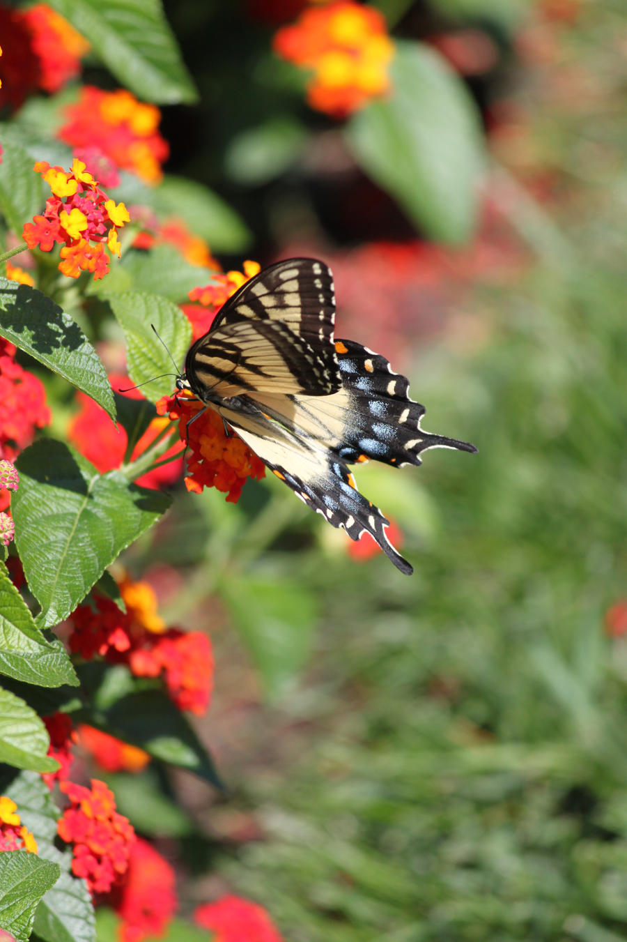 Eastern Tiger Swallowtail 3