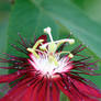 Passion Flower