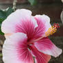 Candy Striped Hibiscus