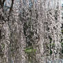 Weeping Cherry II