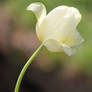 Pale Tulip