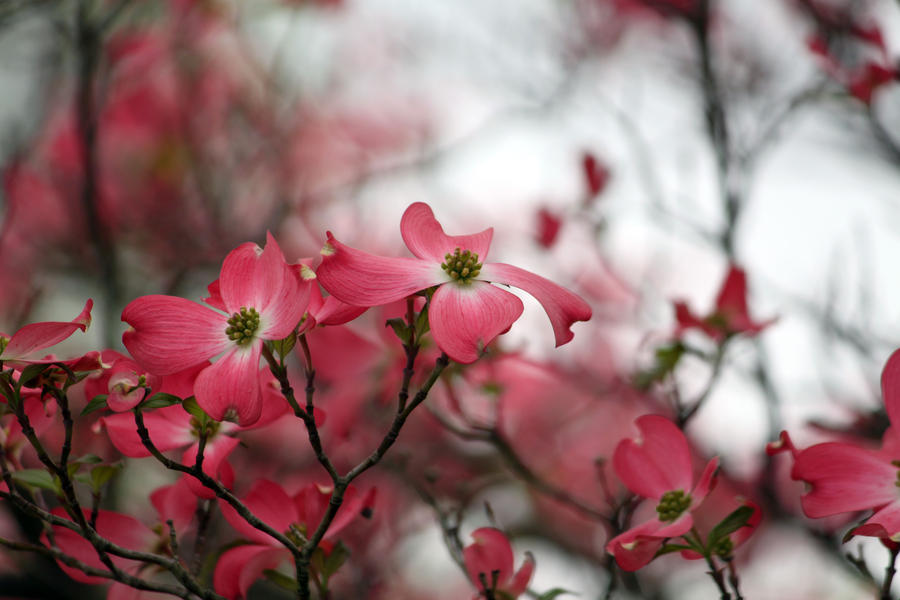 Dogwood Pink