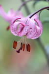 Martagon Lily 2 by CASPER1830