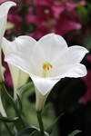 Oriental-Trumpet Lily by CASPER1830