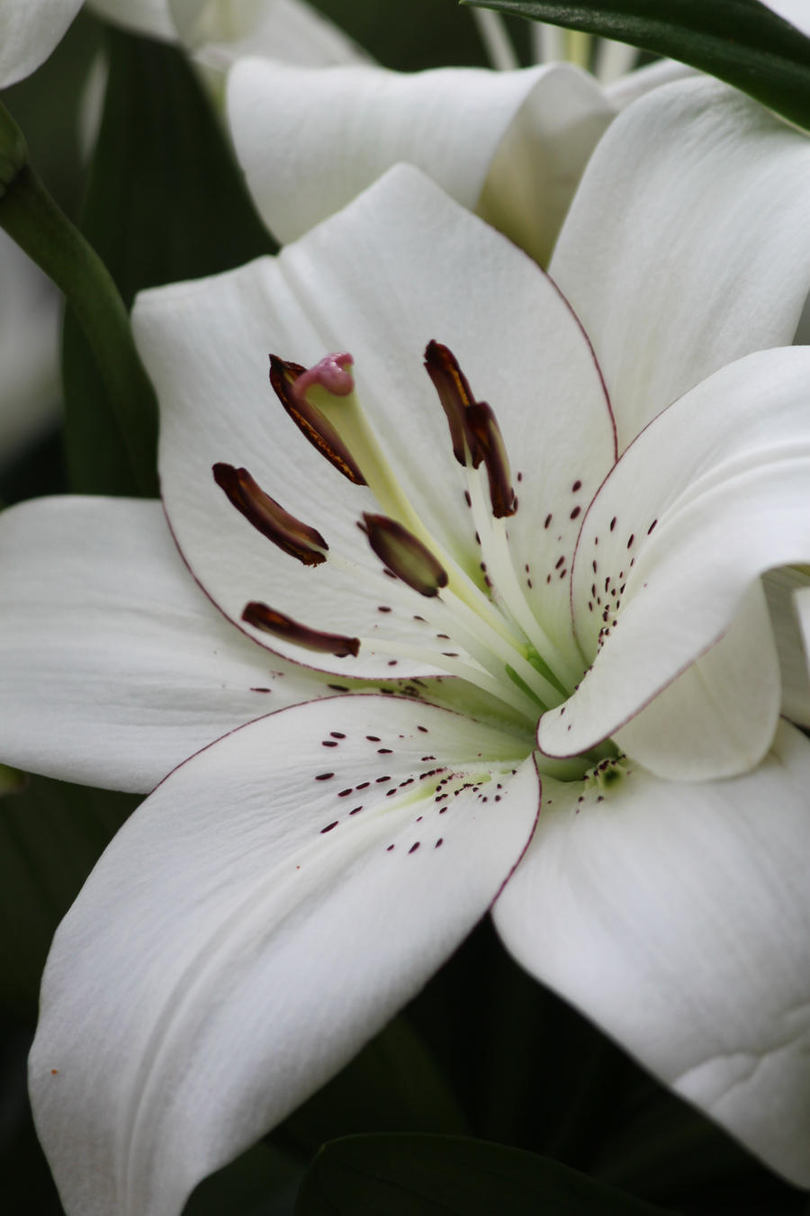 Longiflorum-Asiatic Lily