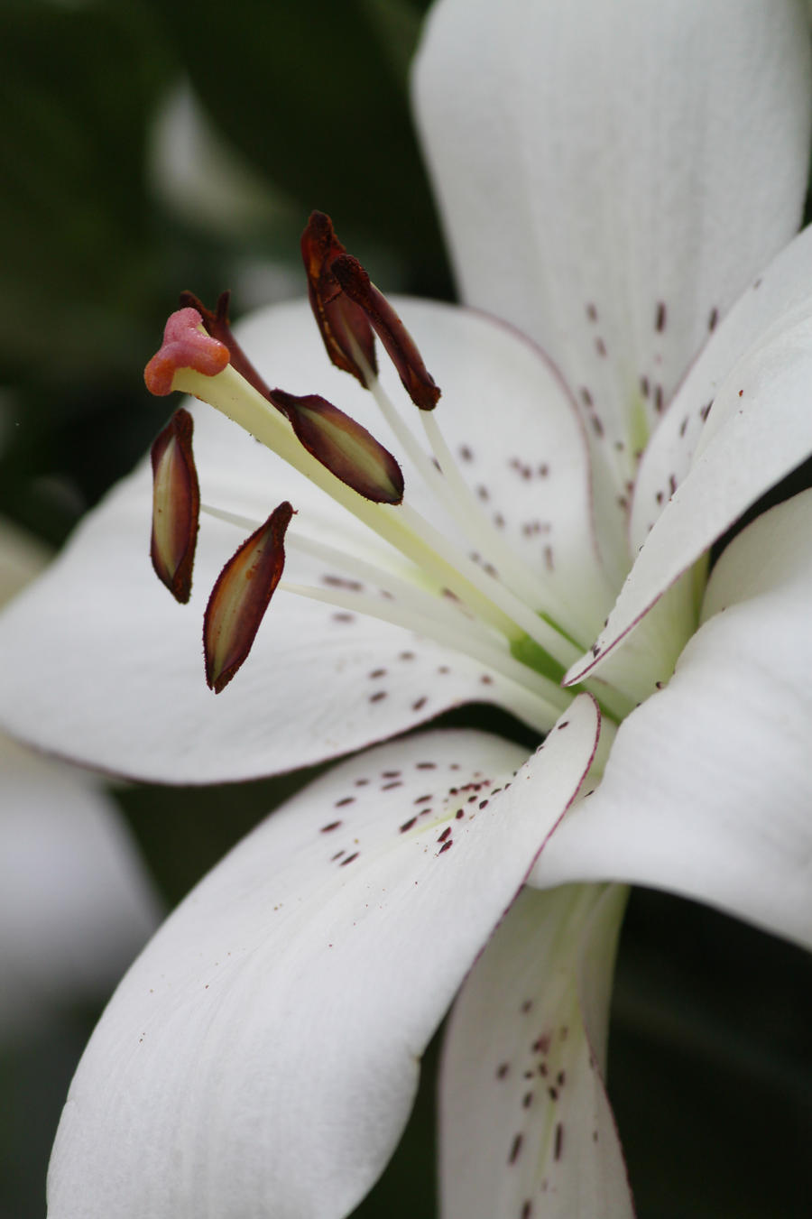 Longiflorum-Asiatic Lily 2