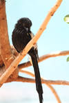 Magpie Shrike by CASPER1830